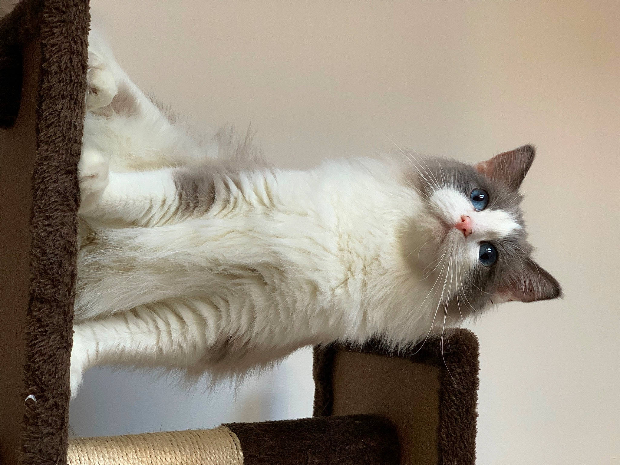 Lizzie joined the competition — help win amazing prizes! balinese, carnivore, cat, claw, comfort, domestic_short_haired_cat, fawn, felidae, fur, paw, small_to_medium_sized_cats, snout, tail, thai, whiskers