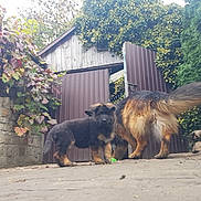Simba is registered to the contest to win money with this photo: dog, german_shepherd, puppy, outdoor, gate, stone_wall, greenery, bushes, tail, fur, curious, pets, nature, yard, canine, animal, walking, companion, domestic, fence