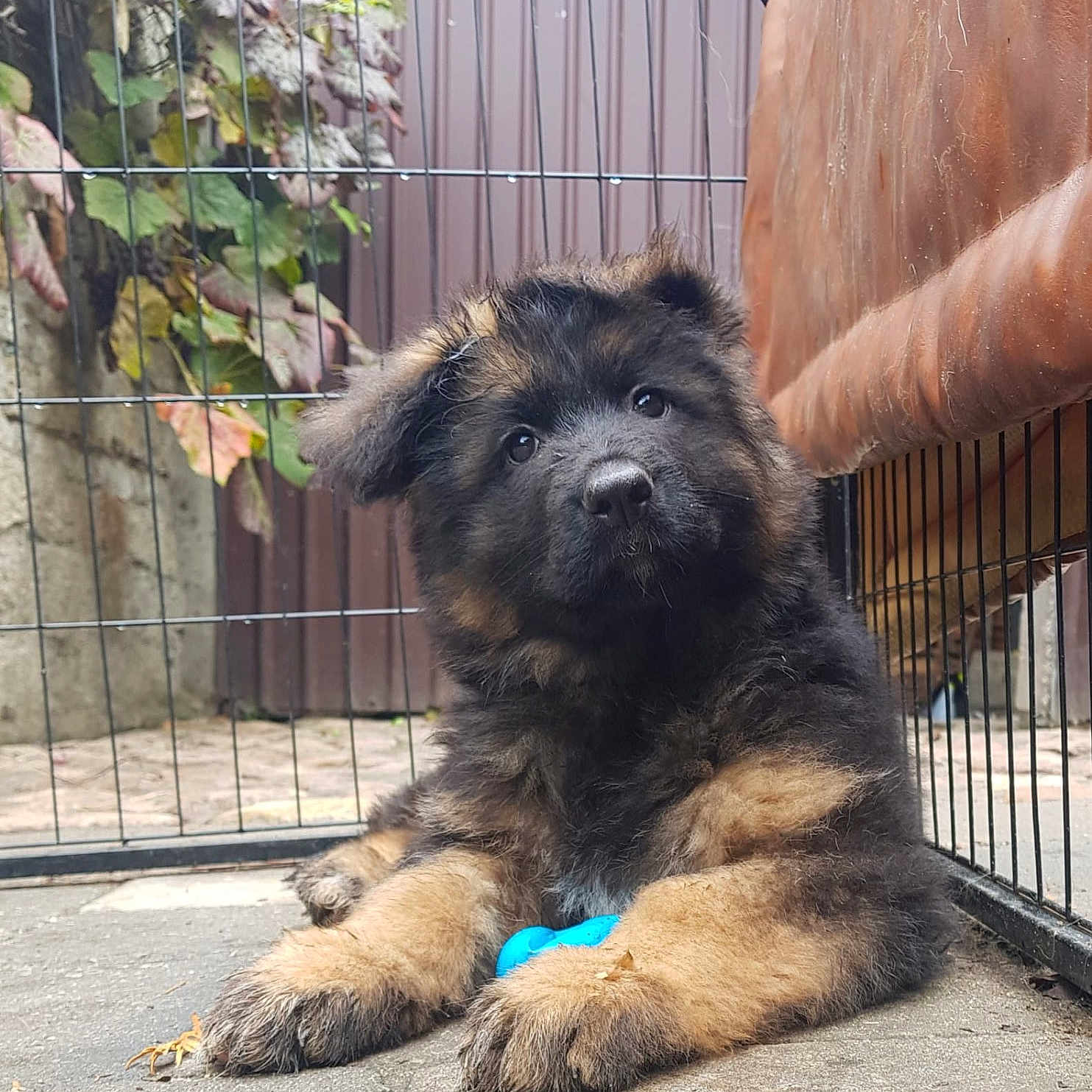 Simba joined the competition — help win amazing prizes! animal, black, brown, concrete, couch, cute, dog, face, fence, fluffy, german_shepherd, leaf, outdoor, paw, pet, plant, puppy, resting, toy, young