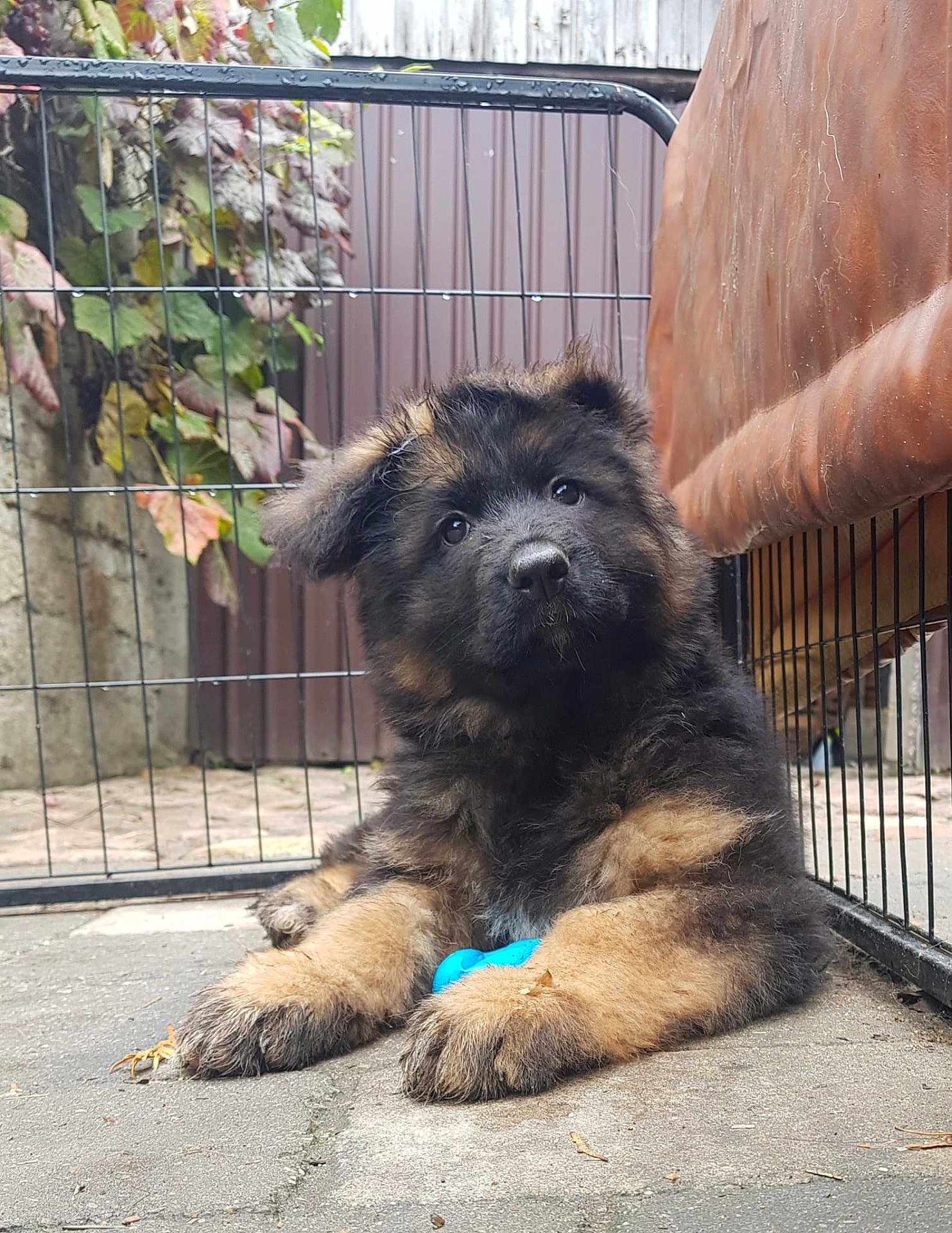 Simba joined the competition — help win amazing prizes! puppy, german_shepherd, dog, pet, fence, toy, concrete, outdoor, couch, leaf, plant, brown, black, fluffy, young, cute, animal, resting, paw, face
