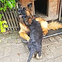 Simba is registered to the contest to win money with this photo: dog, puppy, german_shepherd, playful, outdoor, doghouse, wooden, fence, greenery, pet, animal, fur, canine, nature, pavement, tail, ears, friendly, interaction, companion