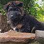 Simba is registered to the contest to win money with this photo: puppy, dog, fluffy, outdoor, greenery, stone, nature, fence, ears, nose, young, cute, animal, pet, fur, brown, black, portrait, curious, resting
