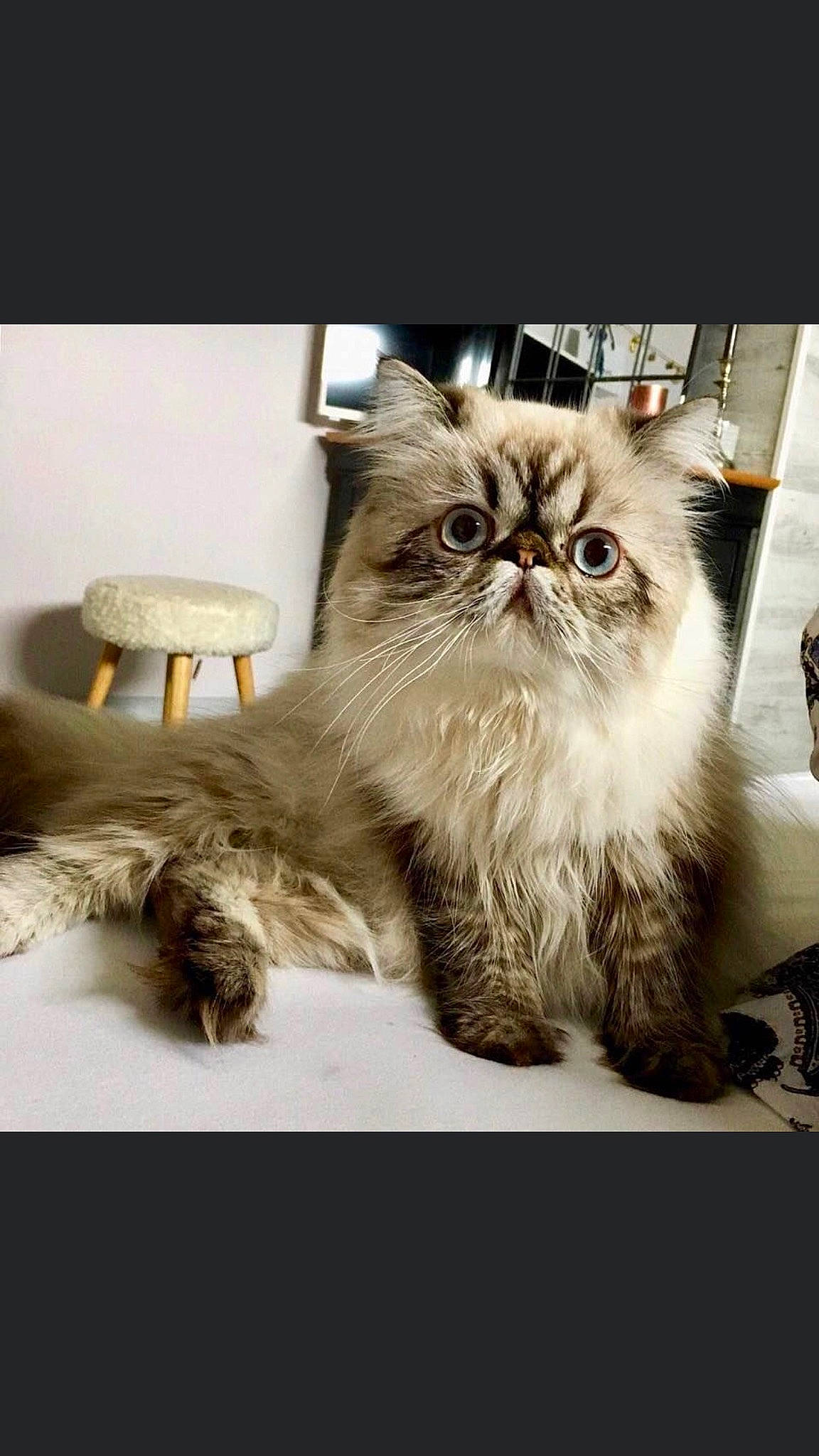 Nouméa participe au concours pour gagner de l'argent avec cette photo : beige, british_longhair, british_semi_longhair, carnivore, cat, domestic_long_haired_cat, fawn, felidae, fur, liver, persian, small_to_medium_sized_cats, snout, whiskers