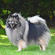 Nunzia participe au concours pour gagner de l'argent avec cette photo : dog, fluffy, fur, outdoor, grass, greenery, pet, animal, canine, standing, nature, portrait, friendly, alert, mischievous, smiling, daylight, park, backyard, beautiful