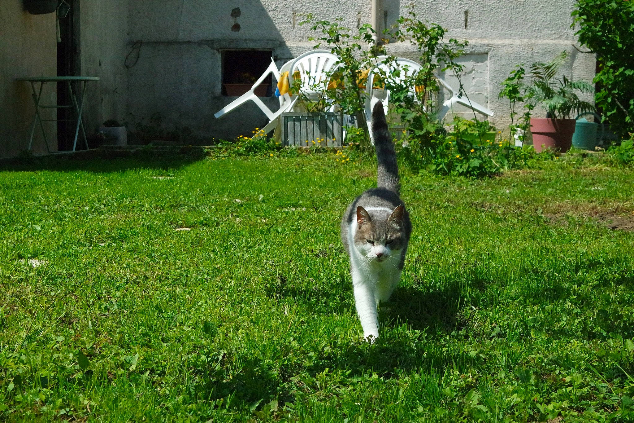 Naya a rejoint le concours — aidez-le/la à gagner de superbes lots ! canidae, carnivore, cat, dog_breed, domestic_short_haired_cat, felidae, fur, garden, grass, grass_family, groundcover, houseplant, landscape, lawn, plant, small_to_medium_sized_cats, snout, sporting_group, tail, whiskers