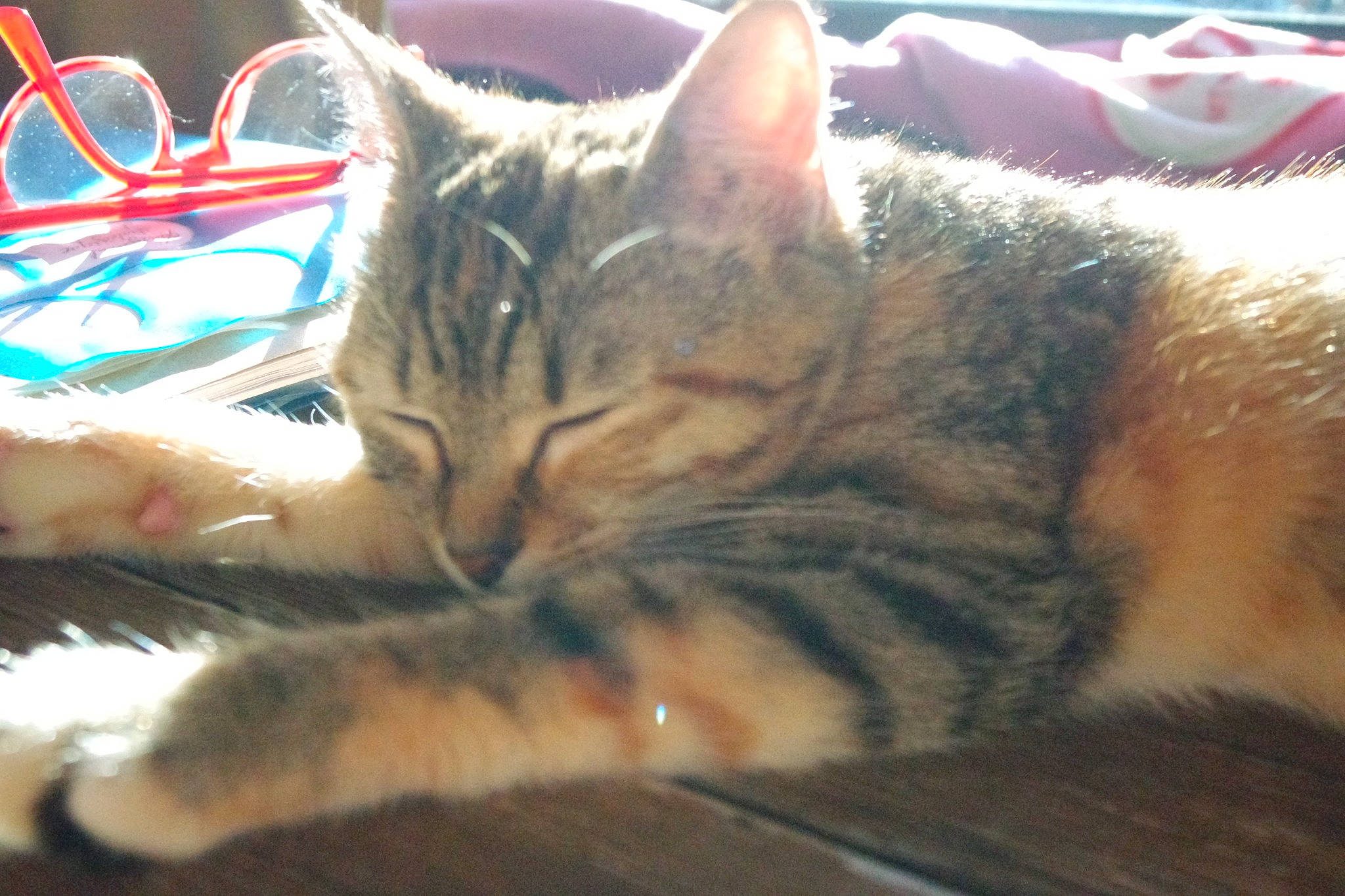 Haru a rejoint le concours — aidez-le/la à gagner de superbes lots ! carnivore, cat, claw, close_up, comfort, domestic_short_haired_cat, felidae, fur, nap, paw, sleep, small_to_medium_sized_cats, snout, whiskers