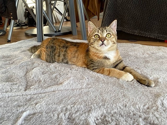 Haru participe au concours pour gagner de l'argent avec cette photo : bed, carnivore, cat, chair, comfort, domestic_short_haired_cat, fawn, felidae, flooring, fur, paw, shorts, sitting, small_to_medium_sized_cats, snout, tail, terrestrial_animal, tree, whiskers, wood