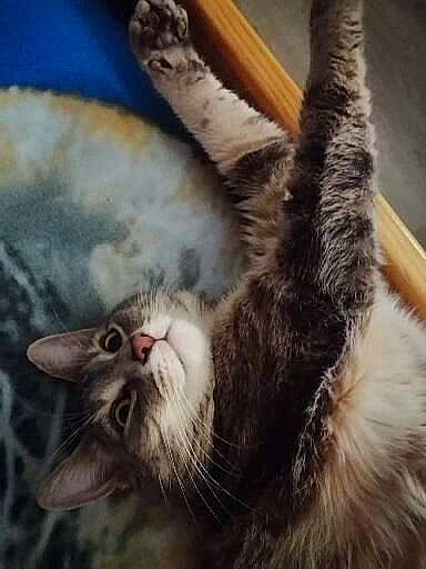 Channelle a rejoint le concours — aidez-le/la à gagner de superbes lots ! carnivore, cat, claw, cloud, domestic_short_haired_cat, fang, felidae, fur, paw, photo_caption, plant, roar, sky, small_to_medium_sized_cats, snout, tail, terrestrial_animal, whiskers, wildlife, yawn