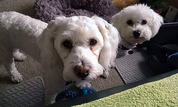 Bailey joined the competition — help win amazing prizes! canidae, carnivore, companion_dog, dog, dog_breed, dog_collar, dog_supply, eyewear, fur, labradoodle, maltepoo, poodle, small_terrier, snout, sporting_group, sunglasses, terrier, toy_dog, water_dog, working_animal