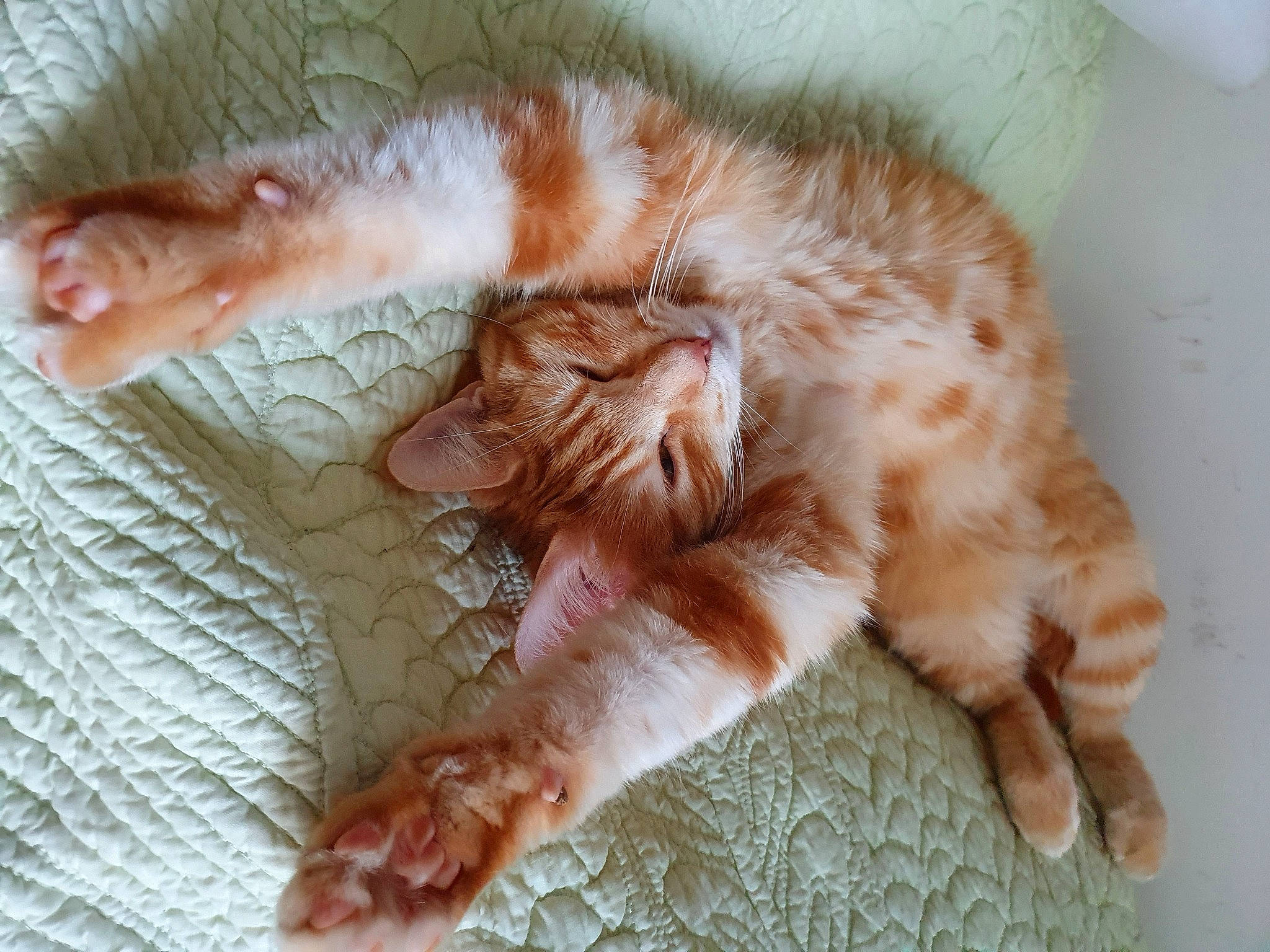 Patate a rejoint le concours — aidez-le/la à gagner de superbes lots ! carnivore, cat, claw, comfort, domestic_short_haired_cat, fawn, felidae, foot, fur, gesture, human_leg, nail, nap, paw, peach, small_to_medium_sized_cats, snout, tail, terrestrial_animal, whiskers