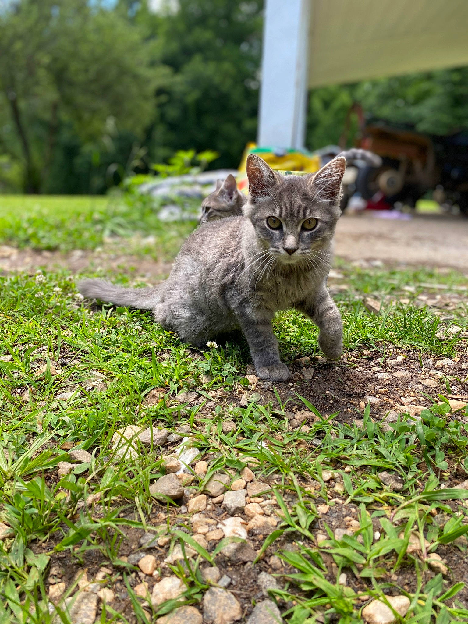 Biggie is registered to the contest to win money with this photo: art, carnivore, cat, domestic_short_haired_cat, felidae, fur, garden, grass, groundcover, plant, shrub, sitting, small_to_medium_sized_cats, snout, soil, tail, terrestrial_animal, tree, whiskers, wildlife
