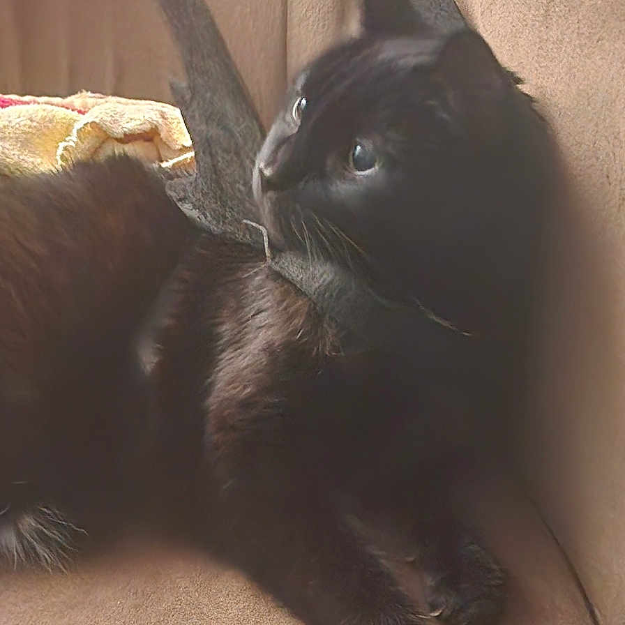 Kevin is registered to the contest to win money with this photo: animal, architecture, armchair, blackcat, building, cat, chair, couch, cushion, furniture, homedecor, indoors, kitten, livingroom, manx, pet, room, siamese