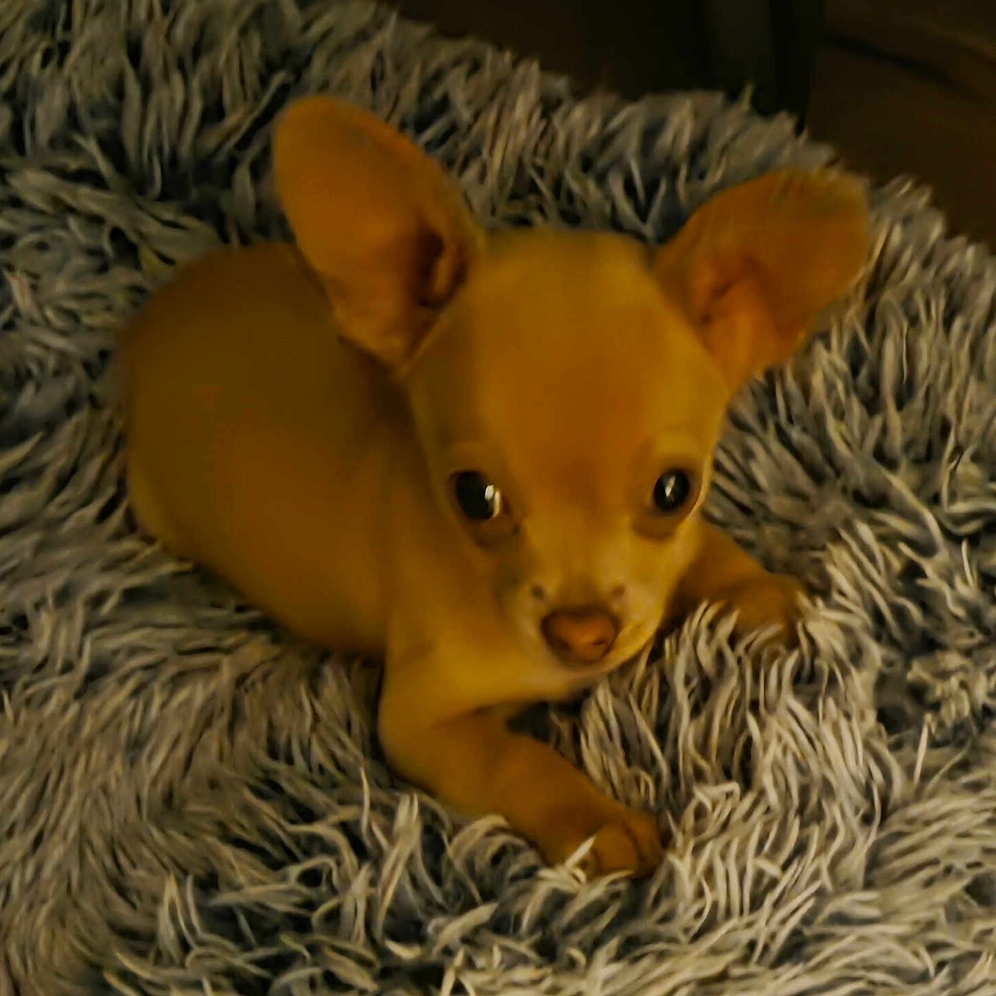 Daisy joined the competition — help win amazing prizes! adorable, animal, blanket, chihuahua, companion, cozy, cute, dog, ears, fur, indoor, looking_up, lying_down, pet, puppy, shaggy, small_dog, soft, tan, young