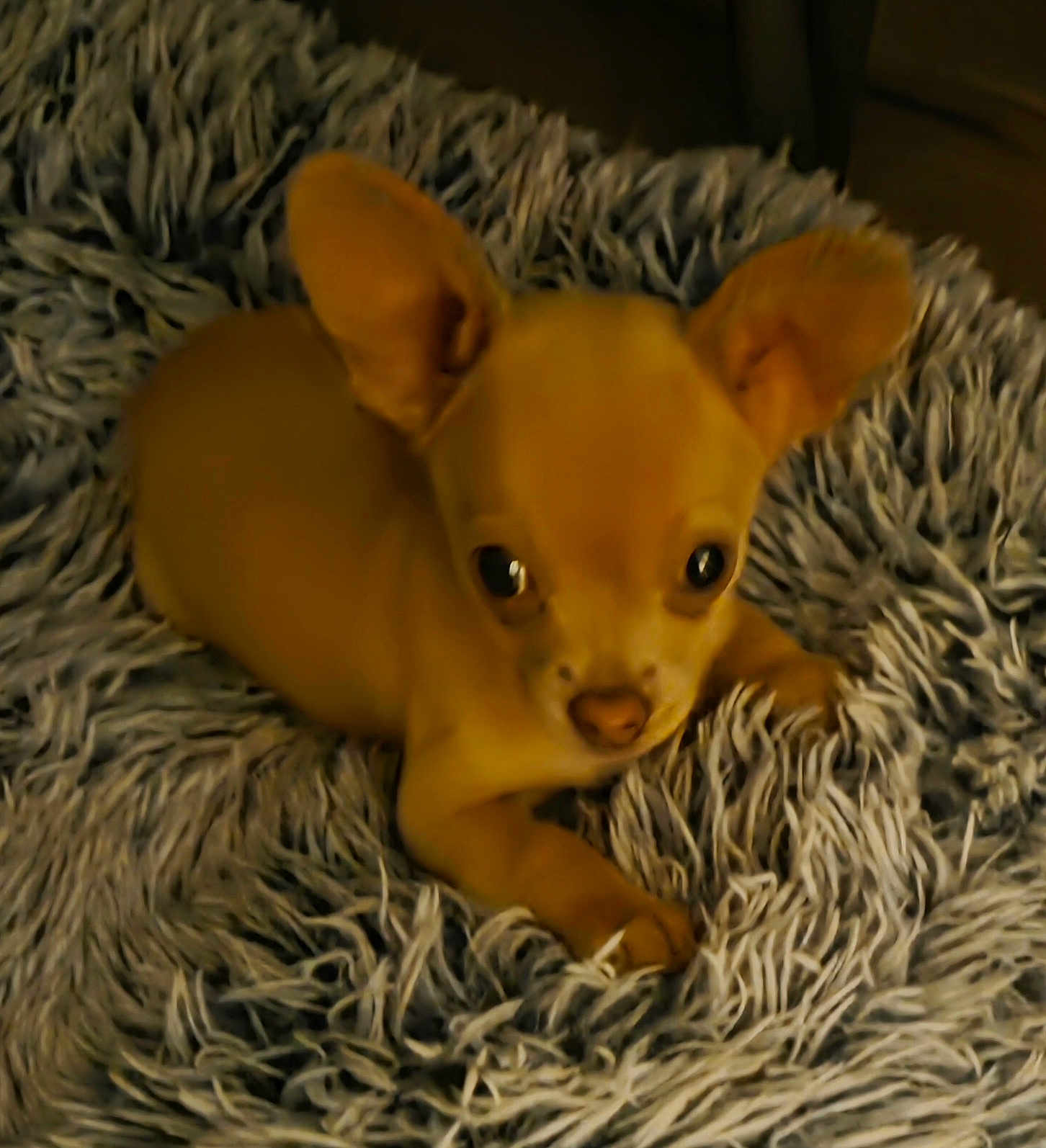 Daisy joined the competition — help win amazing prizes! puppy, dog, chihuahua, small_dog, tan, cute, blanket, shaggy, fur, pet, animal, indoor, young, ears, lying_down, looking_up, cozy, soft, companion, adorable