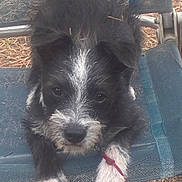 Goober is registered to the contest to win money with this photo: puppy, dog, black_and_white, scruffy, sitting, outdoor, chair, blue_chair, red_leash, straw, ground, pet, canine, floppy_ears, white_paws, white_muzzle, portrait, close_up, cute, alert