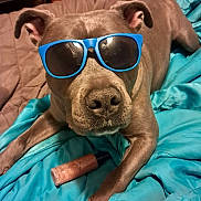 Jax joined the competition — help win amazing prizes! dog, sunglasses, blue_blanket, bedroom, pet, brown_dog, canine, indoor, relaxed, accessory, cute, animal, laid_back, nose, ears, fur, resting, close_up, household_item, bottle