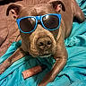 dog, sunglasses, blue_blanket, bedroom, pet, brown_dog, canine, indoor, relaxed, accessory, cute, animal, laid_back, nose, ears, fur, resting, close_up, household_item, bottle