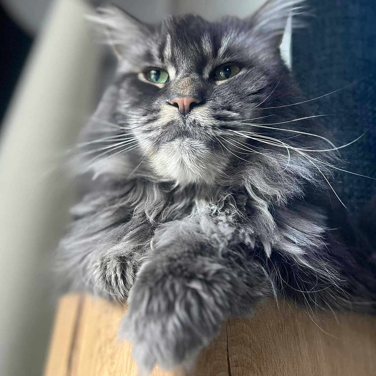 Pepper a rejoint le concours — aidez-le/la à gagner de superbes lots ! abyssinian, angora, animal, brasssection, cat, face, gray, hardwood, head, horn, indoors, kitten, manx, musicalinstrument, person, pet, photography, portrait, snout, wood