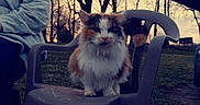 Abbie is registered to the contest to win money with this photo: animal, calico_cat, calm, cat, chair, dusk, evening, feline, fur, grass, nature, outdoor, person_partial, pet, plastic_chair, quiet, silhouette, sitting, tree, whiskers