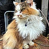 animal, branch, brown, cat, collar, ears, face, feline, fluffy, fur, long_hair, nature, orange, outdoor, pet, rusty_surface, sitting, whiskers, white, wood