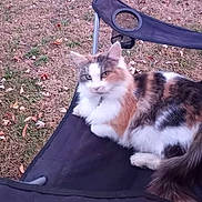 Abbie joined the competition — help win amazing prizes! cat, calico_cat, fluffy, outdoor, chair, grass, leaves, animal, pet, resting, feline, nature, relaxed, curious, seat, daylight, mammal, fur, whiskers, calico