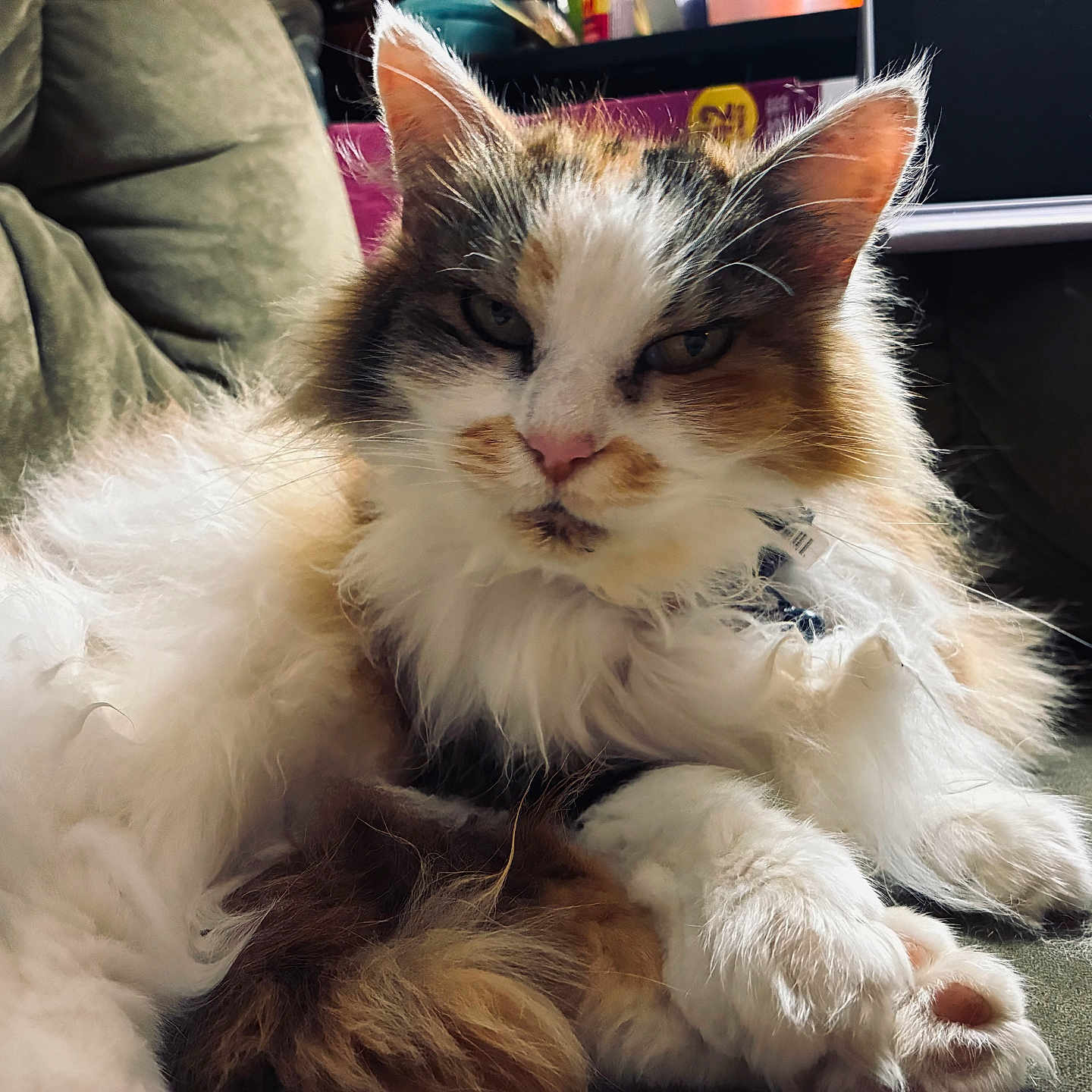Abbie joined the competition — help win amazing prizes! cat, calico, fluffy, feline, pet, indoor, couch, relaxed, resting, fur, whiskers, ears, paws, animal, mammal, domestic, cute, portrait, closeup, home