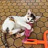 animal, brown_spots, cat, cute, floor, grip, hexagonal_tiles, indoor, kitten, nibbling, orange_handle, paw, pet, playful, playtime, plush_toy, tail, toy, white_fur, young_cat