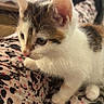 animal, background, cat, closeup, clothing, curious, ears, fur, indoor, kitten, pants, patterned, paws, person, pet, sitting, tabby, television, whiskers, white