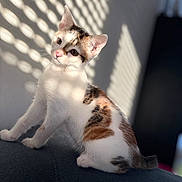 Nami a rejoint le concours — aidez-le/la à gagner de superbes lots ! cat, kitten, calico, pet, indoor, sunlight, shadow, pattern, wall, fabric, cute, feline, animal, domestic, young, sitting, curious, ears, whiskers, soft_light