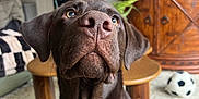 Teddy joined the competition — help win amazing prizes! dog, chocolate_labrador, labrador_retriever, pet, close_up, nose, whiskers, collar, tag, brown_coat, living_room, coffee_table, wooden_cabinet, television, soccer_ball, crocs, rug, indoor, portrait, curious