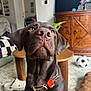 dog, chocolate_labrador, labrador_retriever, pet, close_up, nose, whiskers, collar, tag, brown_coat, living_room, coffee_table, wooden_cabinet, television, soccer_ball, crocs, rug, indoor, portrait, curious