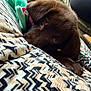 Teddy is registered to the contest to win money with this photo: dog, puppy, brown_dog, chocolate, blanket, pattern, rope_toy, plush_toy, pet, domestic_animal, close_up, cozy, sleepy, fur, paw, eye, indoors, couch, home, snuggle