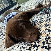 Teddy is registered to the contest to win money with this photo: dog, puppy, labrador, chocolate, brown_fur, bandana, rope_toy, blanket, patterned_blanket, nose, ear, whiskers, close_up, sleeping, cozy, indoor, window, pet, portrait, cushion