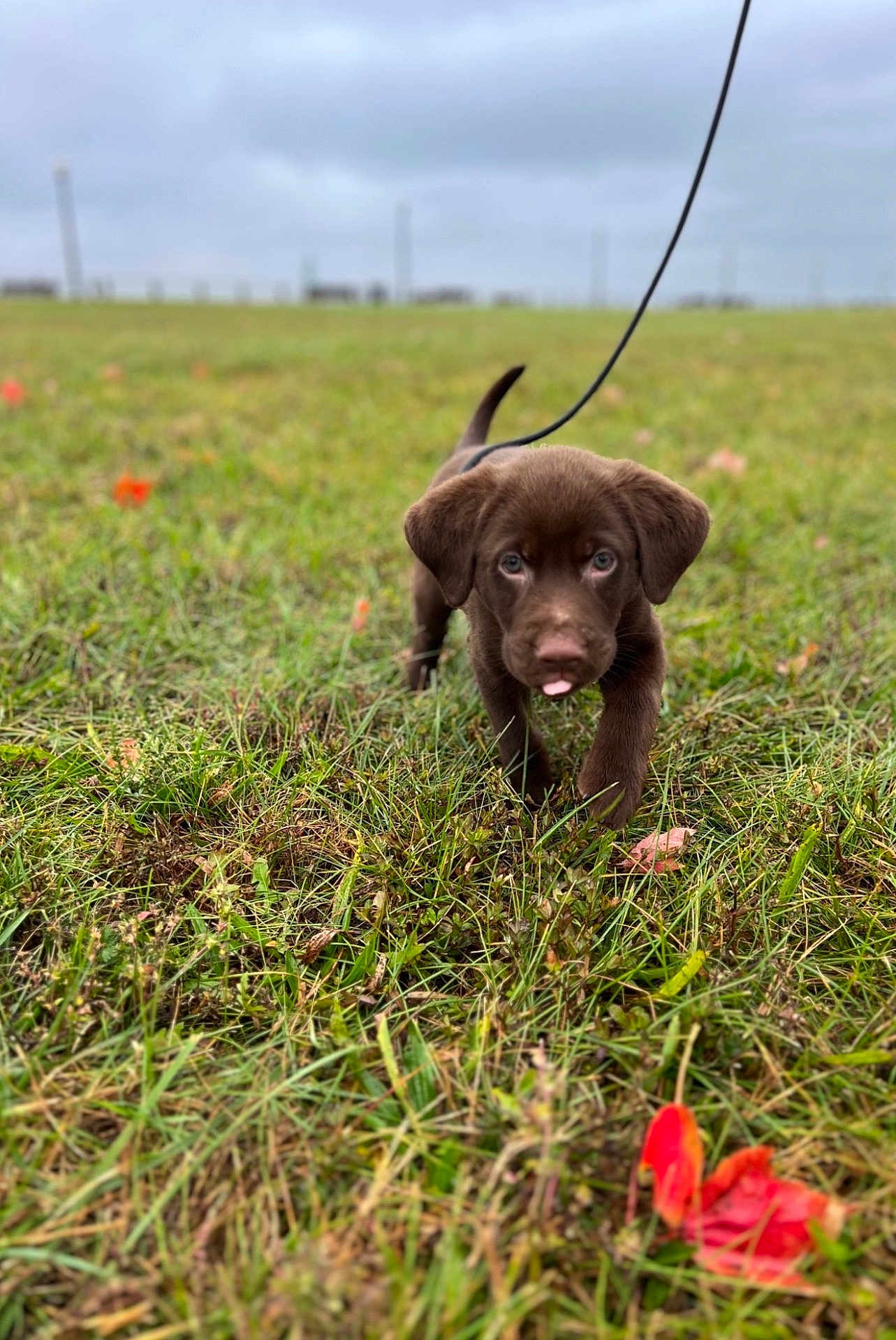 Teddy is registered to the contest to win money with this photo: puppy, dog, chocolate_labrador, grass, field, leash, outdoor, cute, tongue, walking, portrait, bokeh, shallow_depth_of_field, greenery, sky, cloudy, close_up, animal, park, red_leaf