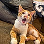 Jerry is registered to the contest to win money with this photo: blanket, cat, close_up, collar_bell, couch, cute, fur, indoor, kitten, living_room, muzzle, orange_cat, paws, pet, pillow, relaxed, upholstery, whiskers, white_paws, yawning