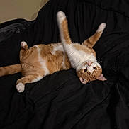 Jerry is registered to the contest to win money with this photo: bed, bedroom, belly, black_blanket, blanket, cat, cozy, cute, fur, indoor, looking_up, lying_on_back, orange_tabby, paw, pet, playful, portrait, relaxed, stretched, whiskers