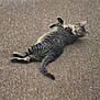 cat, tabby_cat, lying_down, carpet, indoor, pet, animal, feline, relaxed, looking, curious, floor, four_legs, whiskers, ears, tail, striped, domestic_cat, cute, resting