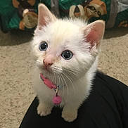 Ahsoka is registered to the contest to win money with this photo: kitten, white_cat, blue_eyes, pink_collar, pet, indoor, carpet, lap, person, animal, cute, young, feline, domestic_cat, fur, whiskers, looking_up, colorful_bag, sloth_pattern, soft_light