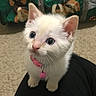 kitten, white_cat, blue_eyes, pink_collar, pet, indoor, carpet, lap, person, animal, cute, young, feline, domestic_cat, fur, whiskers, looking_up, colorful_bag, sloth_pattern, soft_light