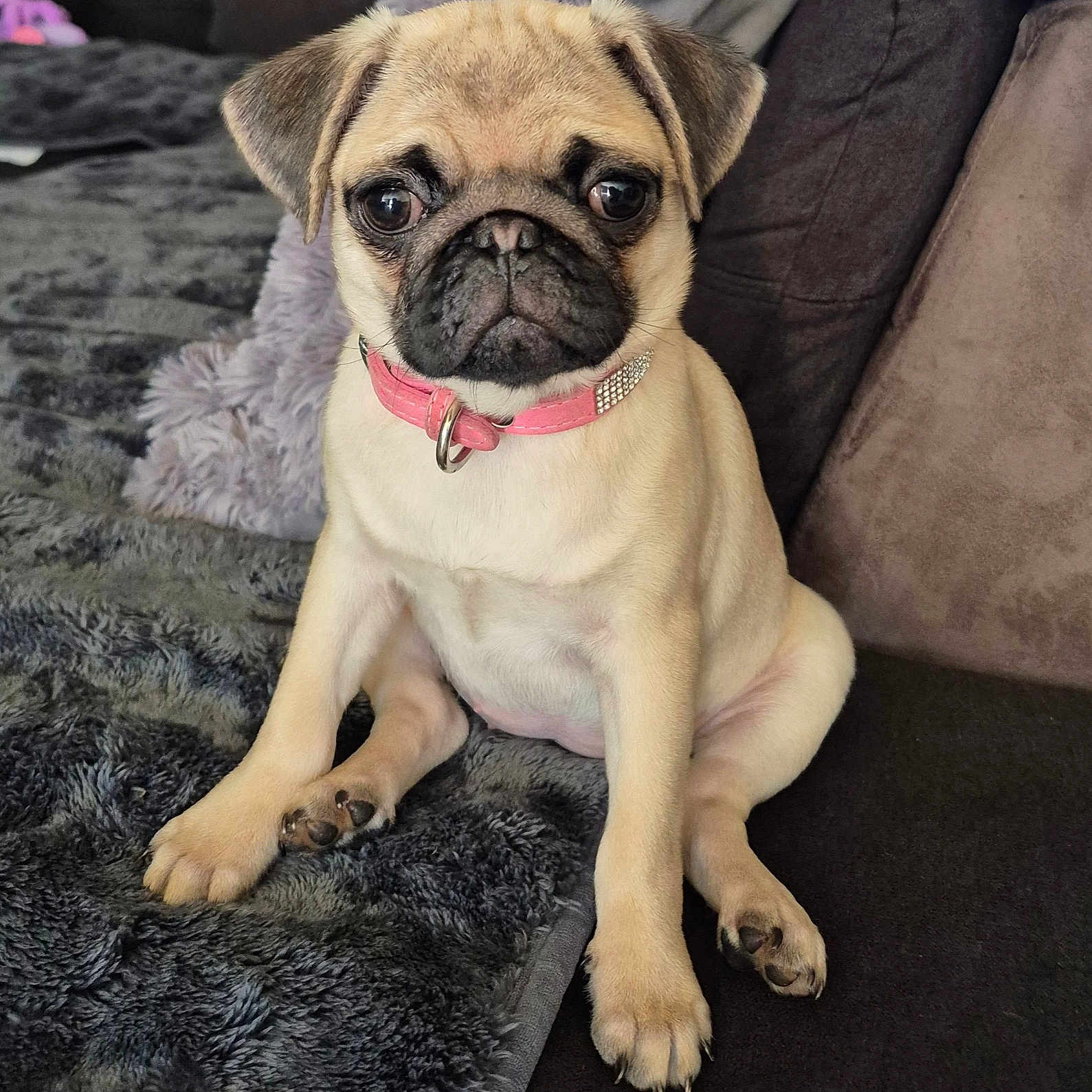 Abby a rejoint le concours — aidez-le/la à gagner de superbes lots ! adorable, animal, blanket, collar, companion, couch, cozy, cute, dog, expression, face, fur, indoors, looking, pet, pink_collar, pug, puppy, sitting, small_dog