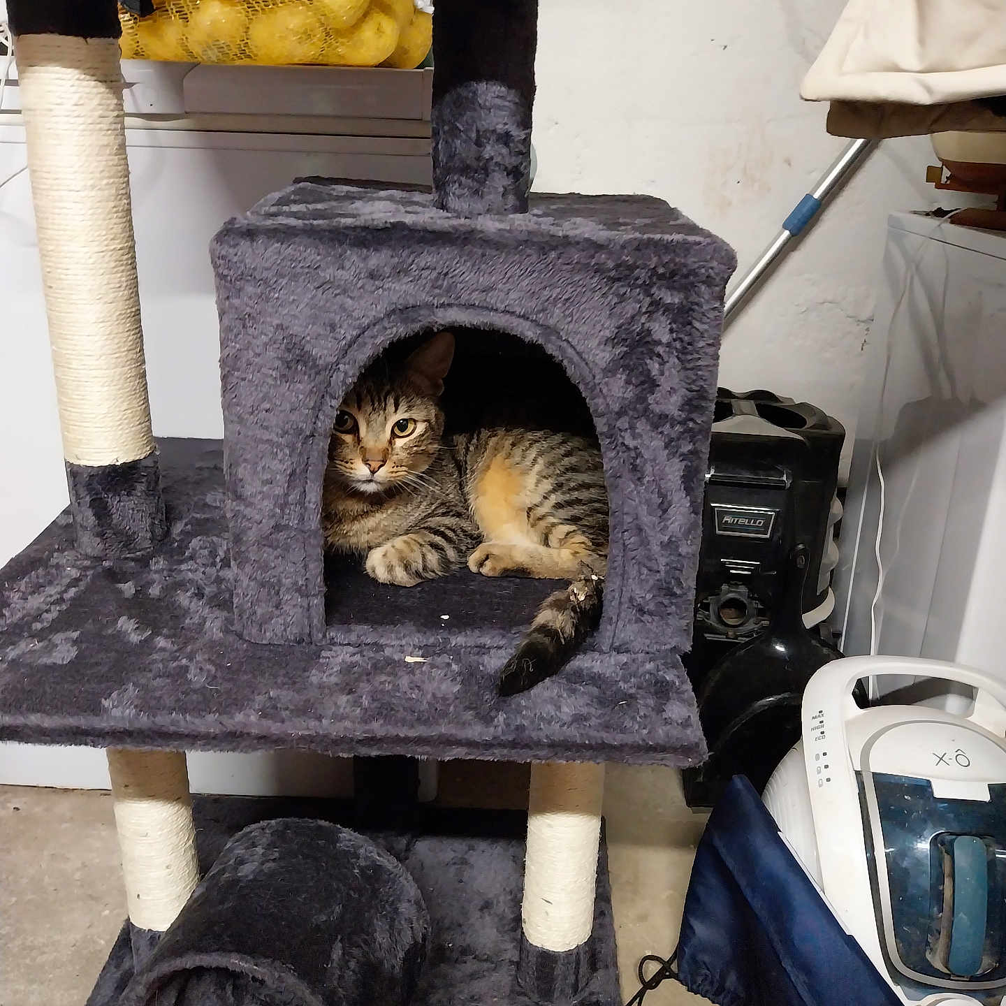 Tigrou