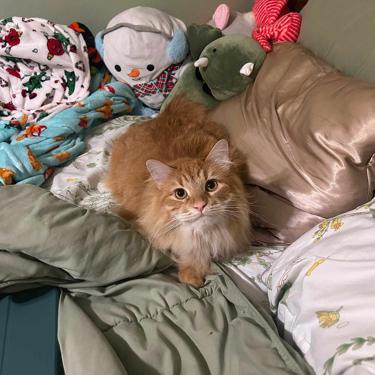 Gilbert joined the competition — help win amazing prizes! animal, baby, bed, bedroom, blanket, cat, couch, cushion, furniture, homedecor, indoors, kitten, linen, person, pet, pillow, plush, room, teddybear, toy