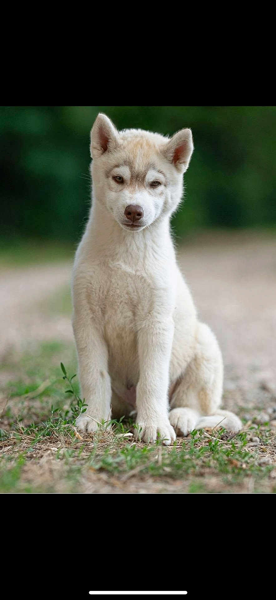 Aïko participe au concours pour gagner de l'argent avec cette photo : puppy, dog, outdoor, grass, dirt_path, young_animal, pet, canine, sitting, fur, nature, animal, cute, ears, portrait, mammal, looking, alert, friendly, young