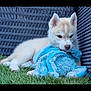 Aïko participe au concours pour gagner de l'argent avec cette photo : puppy, dog, grass, blue_toy, outdoor, woven_chair, pet, cute, chewing, young_dog, animal, playful, fur, snout, ears, relaxed, daylight, toy, pet_toy, nature
