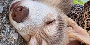 Aïko participe au concours pour gagner de l'argent avec cette photo : dog, sleeping, outdoor, gravel, towel, leg, fur, closeup, relaxed, sunlight, nature, resting, animal, pet, canine, nose, ear, person, summer, daytime
