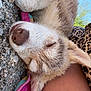 dog, sleeping, outdoor, gravel, towel, leg, fur, closeup, relaxed, sunlight, nature, resting, animal, pet, canine, nose, ear, person, summer, daytime