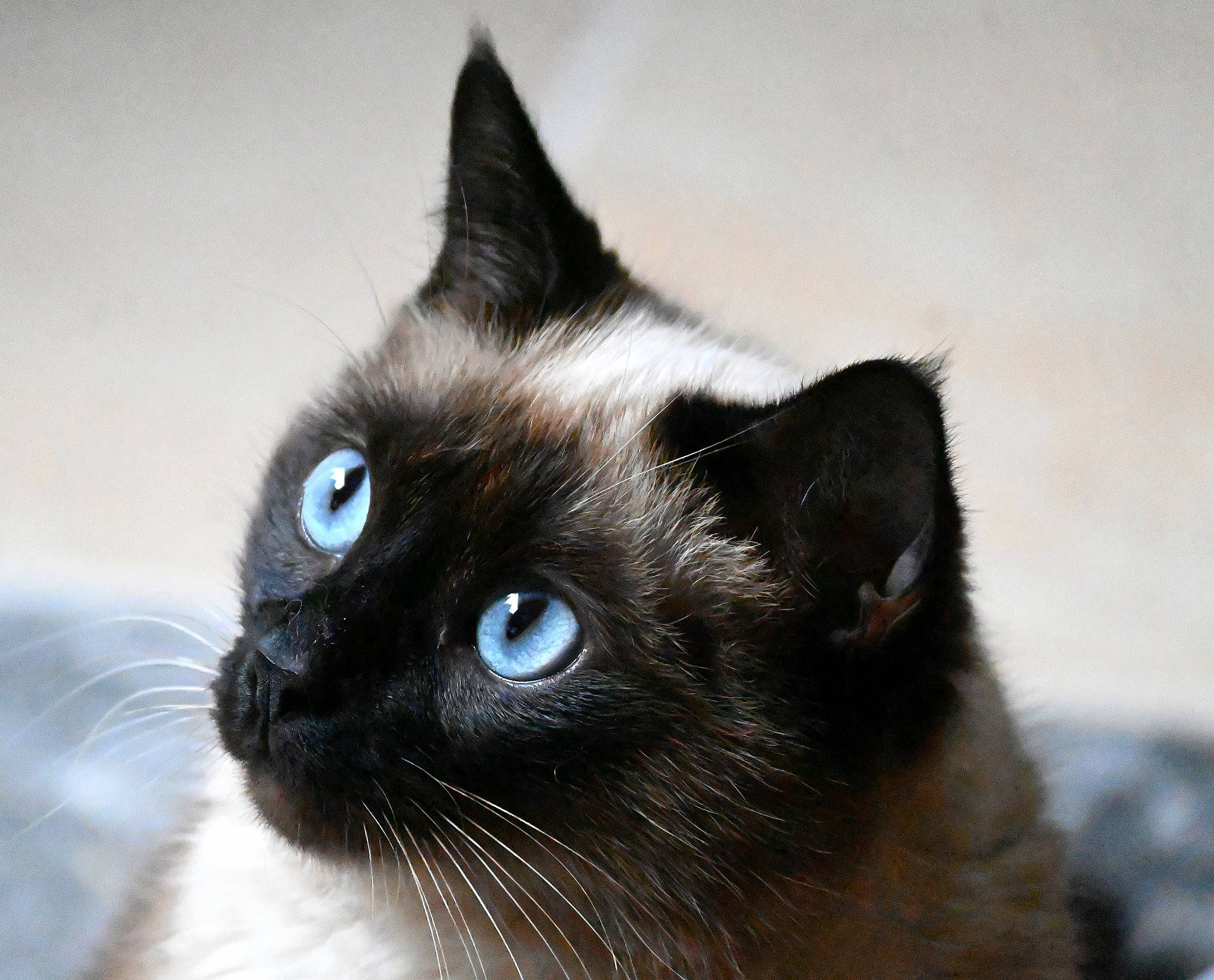 Rya participe au concours pour gagner de l'argent avec cette photo : birman, carnivore, cat, close_up, domestic_short_haired_cat, electric_blue, felidae, fur, iris, siamese, small_to_medium_sized_cats, snout, terrestrial_animal, whiskers
