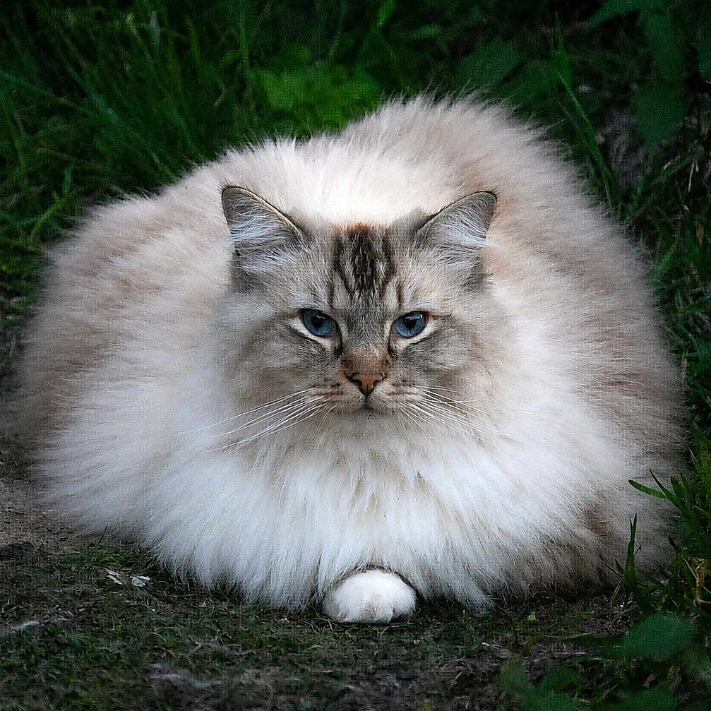 Sting a rejoint le concours — aidez-le/la à gagner de superbes lots ! animal, blue_eyes, calm, cat, cute, ears, face, fluffy, fur, grass, greenery, ground, mammal, nature, outdoor, pet, portrait, sitting, whiskers, wildlife