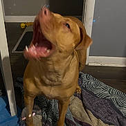 Taffy is registered to the contest to win money with this photo: animal, barking, blanket, brown_dog, canine, dog, domestic_animal, doorway, floor, fur, home, indoor, mouth_open, patterned_blanket, paw, pet, pet_bed, resting_place, wood_floor, yawning