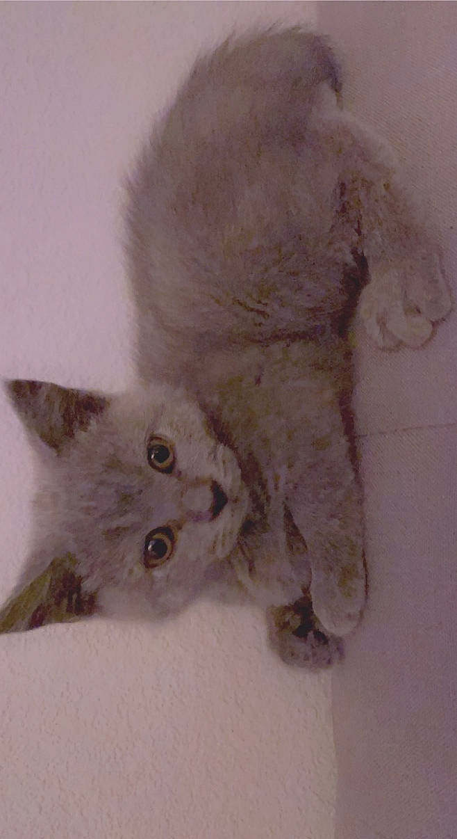 Blue is registered to the contest to win money with this photo: art, british_longhair, carnivore, cat, claw, domestic_short_haired_cat, ear, fawn, felidae, fur, grey, paw, ragdoll, small_to_medium_sized_cats, snout, tail, whiskers, window